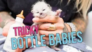 10 Tips for Tricky Bottle Baby Kittens