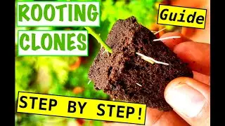 HOW TO CLONE IN 3 DAYS! – Guide For Beginner Growers | 5 TIPS FOR CRAZY ROOTS!