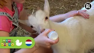 LENTE | Kinderliedjes | Boerderij | Minidisco