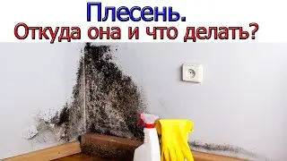 Откуда берётся плесень в квартире и как с ней бороться [ 6 ПРИЧИН ]