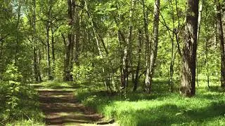 Шум ветра в лесу / Скрип деревьев / Пение птиц , звуки леса
