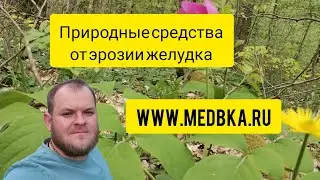 травы при эрозии желудка, когда нет желчного/ Павел Литовкин / Медовик Травник /  www.medbka.ru