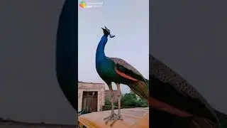 Indian Pikok voice 2021 rain voice latest 2021 more avaj new video