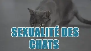 Généralités sur la reproduction des chats