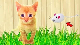 Cosas Que Ya Hace mi GATITO Bebe de 5 semanas !!😺 Grandes LOGROS de Rayito de Sol!!