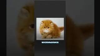 🦁 Удаление фона в Photoshop у пушистых / бесплатные уроки фотошопа