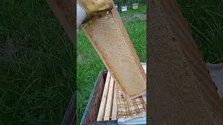 Как понять, что мед натуральный