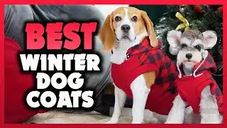 ✅ The Best Dog Winter Coats 2023 [Buying Guide]