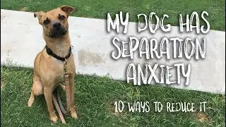 My Dog Has Separation Anxiety (and 10 things to try to help)