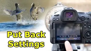 Bird Photography - 5 Simple Tips for Better Photos