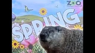 NYC Groundhog Day 2024: Staten Island Chuck predicts early spring!