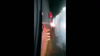 Лосенка сбили в Томском районе