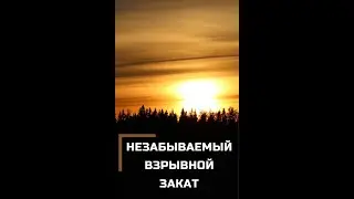 Пение птиц на закате. Чудесные песни птиц. Звуки природы#Shorts