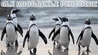 I simpatici e adorabili Pinguini!