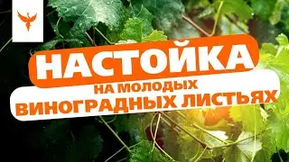 рДЖ 81: Настойка на молодых виноградных листьях 🍃 Молодо, зелено, травой повеяло  🤢😀