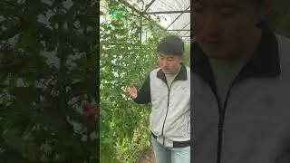 Советы по достижению обильного цветения: секреты ухода за растениями!!! 