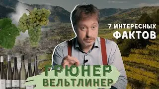 7 интересных фактов про сорт винограда [ГРЮНЕР ВЕЛЬТЛИНЕР]