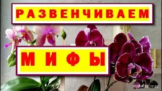 РАЗВЕНЧИВАЕМ МИФЫ ОБ ОРХИДЕЯХ: В ПРИРОДЕ ОРХИДЕИ РАСТУТ ТОЧКОЙ РОСТА ВНИЗ!!! ПРАВДА ЭТО или ЛОЖЬ???