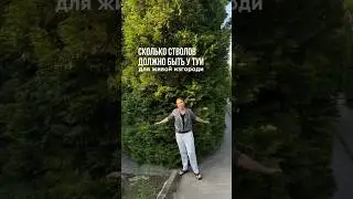 СКОЛЬКО СТВОЛОВ ДОЛЖНО БЫТЬ У ТУИ?!