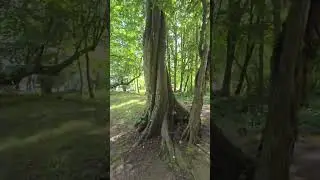 Krzywe drzewa przy Zamku Rzucewo