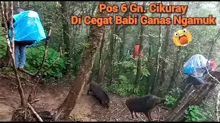 PENDAKIAN Gn. CIKURAY GARUT #part2 | Sambutan Babi Ganas Membuat Pendaki Kocar Kacir