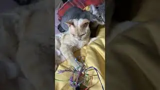 Как нибудь да веселимся🐈🐈‍⬛