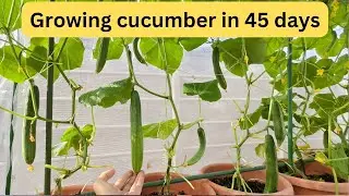 Do you want to grow  cucumber in 45 days ?