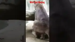 Wild Cat Mating 