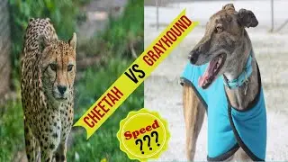 Greyhound VS Cheetah | world's fastest dog VS world's fastest cat