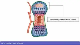 Osteogenesis: Endochondral Bone Formation