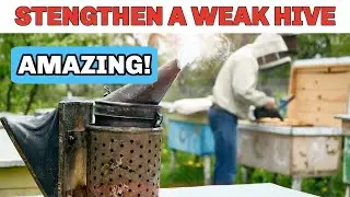 Beekeeping: How To Strengthen A Weak Hive