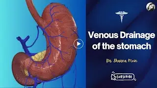 06 venous drainage of stomach  Stomach anatomy