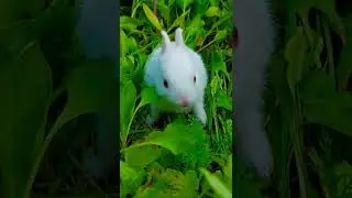 Miss Rabbit Busy#cute #petlover #cutebaby #cutenessoverloaded #rabbit #white#bunny #pet#love#animals