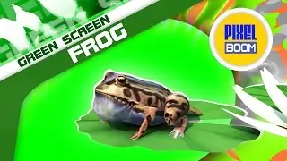 Green Screen Frog Toad Jumps Water Lily Leaf - Footage PixelBoom