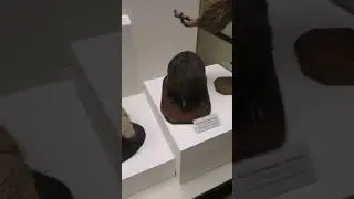 Броненосец щетинистый, Австралийская ехидна и Цепкохвостый дикобраз. Big hairy armadillo, Echidna.