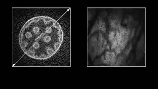 Scientifica VistaScope: The premier solution for multiphoton imaging