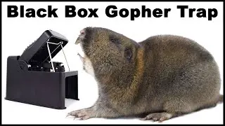 Catching Huge Gophers In The Field With The Black Box Trap. Mousetrap Monday