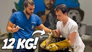 12 KG DEV KEDİYLE ZOR ANLAR! ( Tam Bir Kaplan Yavrusu! )