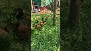 I free them on mustard plant : chicks enjoying