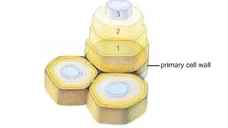 Plant cell walls Animation