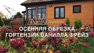 Как осенью сделать обрезку гортензии Ванилла Фрейз.