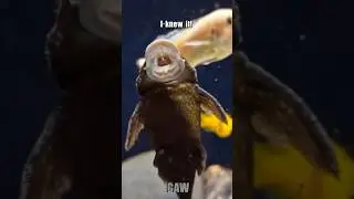 Try not to laugh #shorts #short #funny #fish