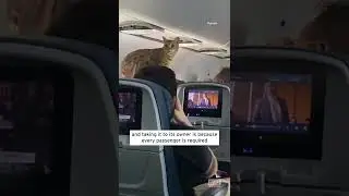 Loose Cat Holds Up Delta Flight from New York to Texas #shorts