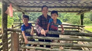 Single mother cuts bamboo trees to make a barn for her goats to live in -DANG THI DU