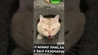 Мемы и мемы #лютыеприколы #юмор #мем #мемы #прикол #школа