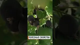 Йошта полезные свойства