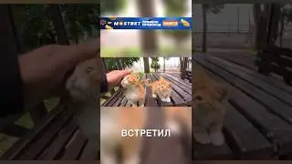 Котики выбрали себе хозяина 🥹❤️ #история #истории #новости #новость #shorts