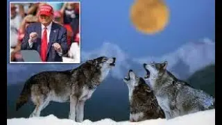 Trump Dog Conspiracy (what happened to the howls?)