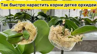 У детки орхидеи нет корней НАРАСТИТЬ КОРНИ детке орхидеи на цветоносе