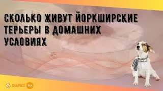 Сколько живут йоркширские терьеры в домашних условиях